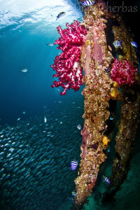 Pearl Farm Pier by Tony Cherbas 